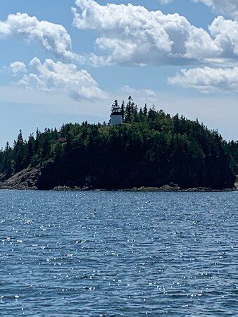tripadvisor owl|tripadvisor owls head maine.